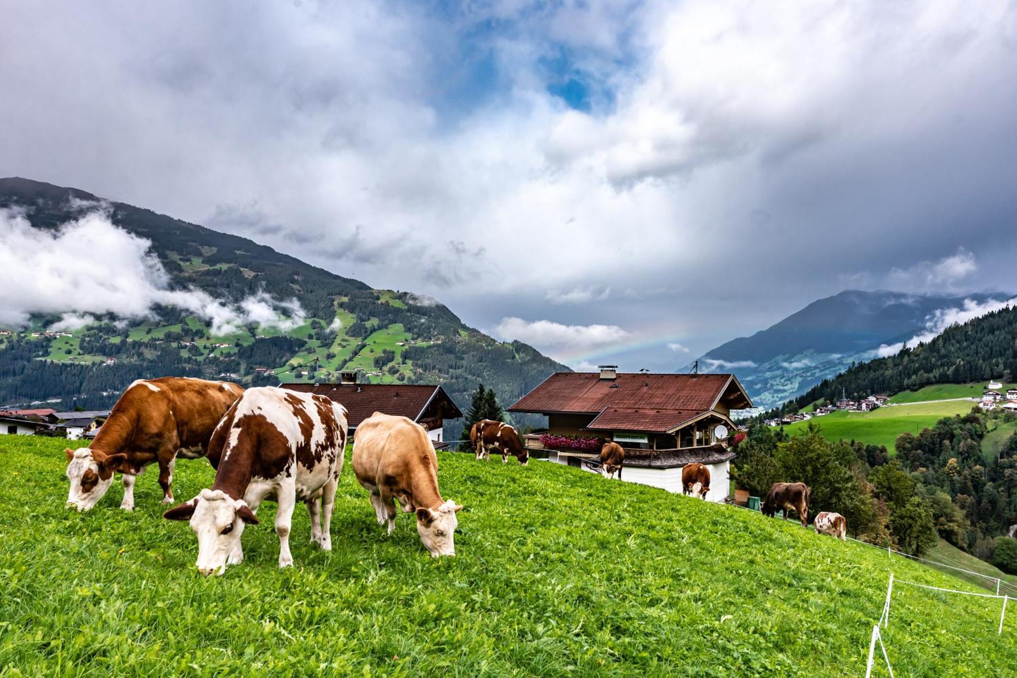 Ferienwohnung Ausblick Zillertal Hainzenberg Extérieur photo