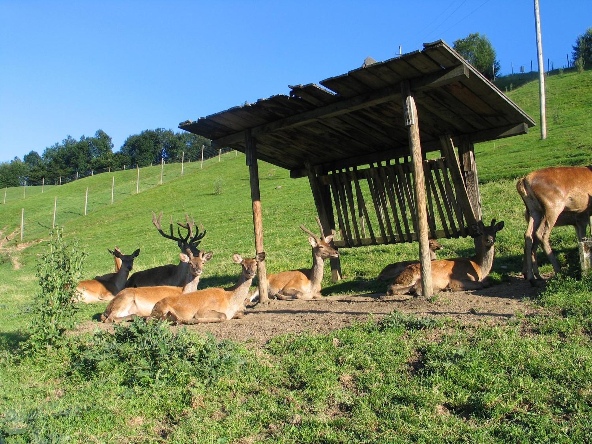 Ferienwohnung Ausblick Zillertal Hainzenberg Extérieur photo